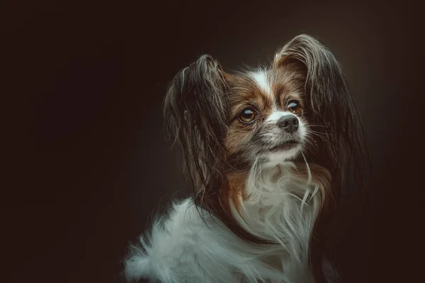 Adorable Chien Papillon Prise Vue Éclairage Sombre Moody Fond Sombre — Photo