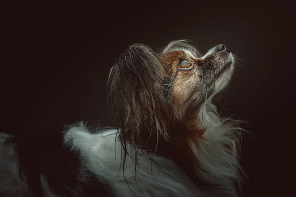 Entzückender Papillonhund Studioaufnahmen Moody Dunkle Beleuchtung Dunkler Hintergrund — Stockfoto