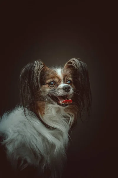 Adorable Perro Papillón Grabado Estudio Iluminación Oscura Moody Fondo Oscuro —  Fotos de Stock