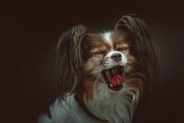 Adorable Perro Papillón Grabado Estudio Iluminación Oscura Moody Fondo Oscuro — Foto de Stock