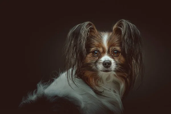 Adorable Perro Papillón Grabado Estudio Iluminación Oscura Moody Fondo Oscuro — Foto de Stock