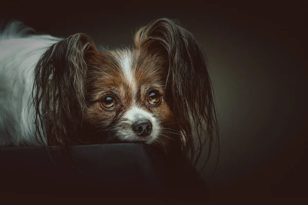 Cão Papillon Adorável Tiro Estúdio Moody Iluminação Escura Fundo Escuro — Fotografia de Stock