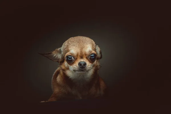 Cão Chihuahua Adorável Tiro Estúdio Moody Iluminação Escura Fundo Escuro — Fotografia de Stock