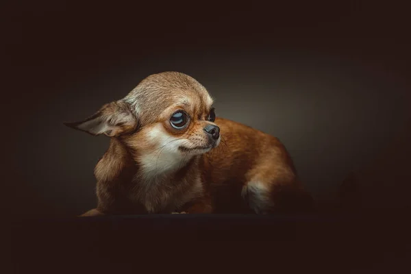 Adorable Perro Chihuahua Grabado Estudio Iluminación Oscura Moody Fondo Oscuro —  Fotos de Stock