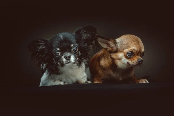 Deux Chihuahua Chiens Mignons Prise Vue Éclairage Sombre Moody Fond — Photo