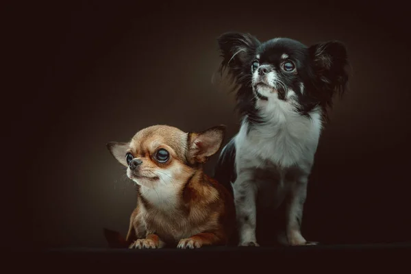 Dois Cães Chihuahua Bonitos Tiro Estúdio Moody Iluminação Escura Fundo — Fotografia de Stock