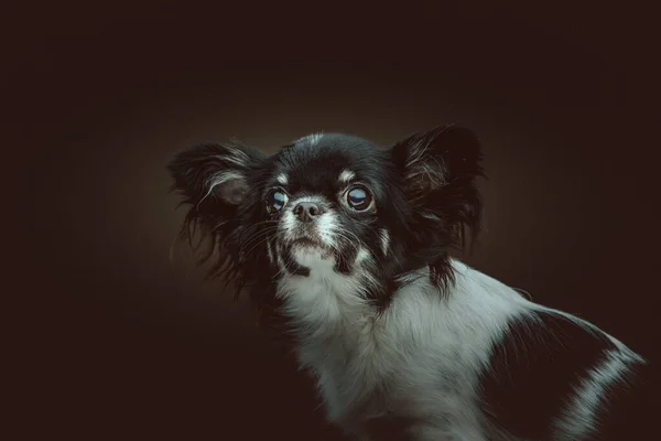 Cão Chihuahua Adorável Tiro Estúdio Moody Iluminação Escura Fundo Escuro — Fotografia de Stock