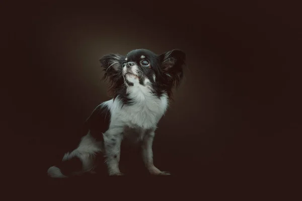 Adorable Chien Chihuahua Prise Vue Éclairage Sombre Moody Fond Sombre — Photo