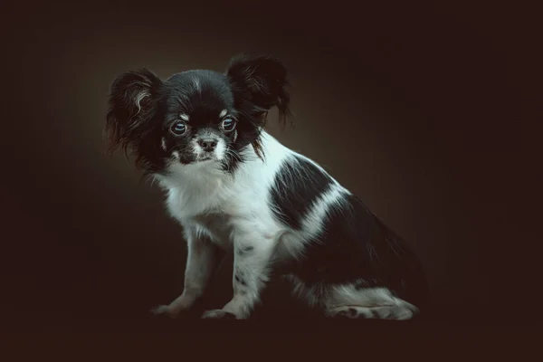 Adorabile Cane Chihuahua Colpo Studio Moody Illuminazione Scura Sfondo Scuro — Foto Stock