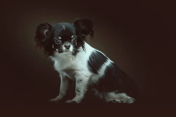 Cão Chihuahua Adorável Tiro Estúdio Moody Iluminação Escura Fundo Escuro — Fotografia de Stock