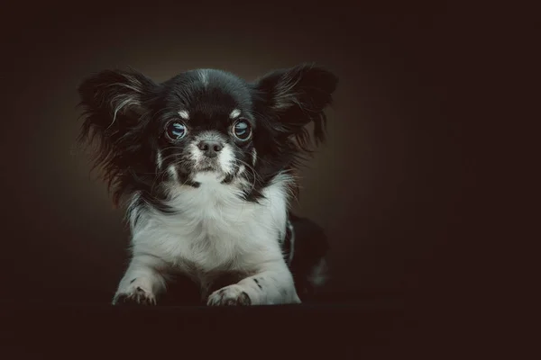 Adorable Perro Chihuahua Grabado Estudio Iluminación Oscura Moody Fondo Oscuro —  Fotos de Stock