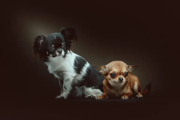 Due Simpatici Cani Chihuahua Colpo Studio Moody Illuminazione Scura Sfondo — Foto Stock