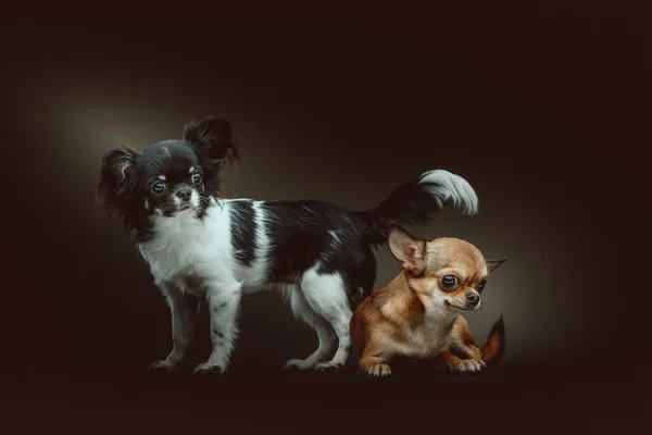 Due Simpatici Cani Chihuahua Colpo Studio Moody Illuminazione Scura Sfondo — Foto Stock