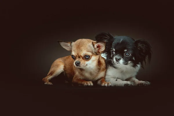 Dois Cães Chihuahua Bonitos Tiro Estúdio Moody Iluminação Escura Fundo — Fotografia de Stock