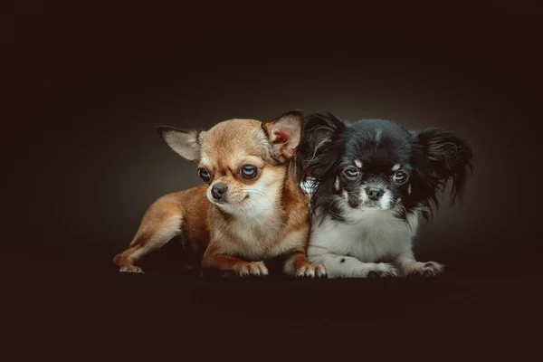 Két Cuki Chihuahua Kutya Stúdió Felvétel Moody Sötét Világítás Sötét — Stock Fotó