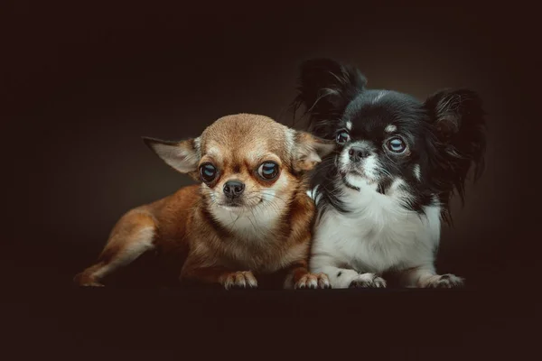 Dois Cães Chihuahua Bonitos Tiro Estúdio Moody Iluminação Escura Fundo — Fotografia de Stock