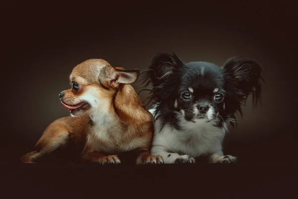 Dois Cães Chihuahua Bonitos Tiro Estúdio Moody Iluminação Escura Fundo — Fotografia de Stock