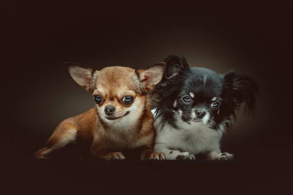 Dois Cães Chihuahua Bonitos Tiro Estúdio Moody Iluminação Escura Fundo — Fotografia de Stock