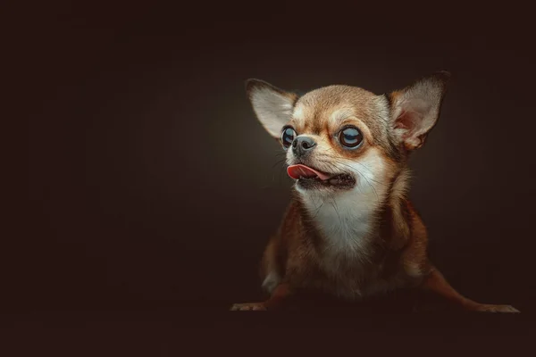 Cão Chihuahua Adorável Tiro Estúdio Moody Iluminação Escura Fundo Escuro — Fotografia de Stock