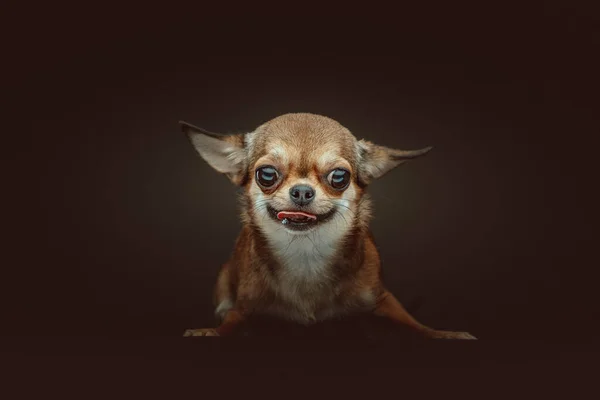 Cão Chihuahua Adorável Tiro Estúdio Moody Iluminação Escura Fundo Escuro — Fotografia de Stock