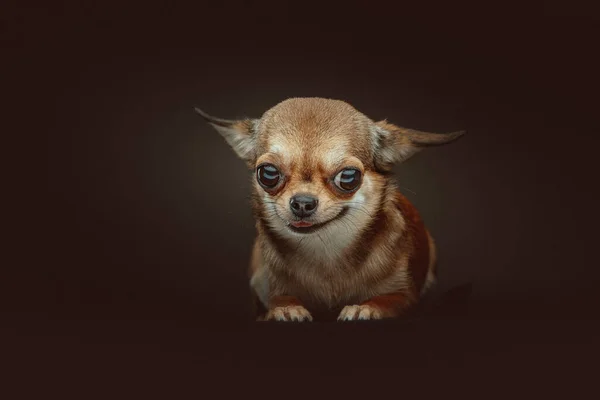 Cão Chihuahua Adorável Tiro Estúdio Moody Iluminação Escura Fundo Escuro — Fotografia de Stock