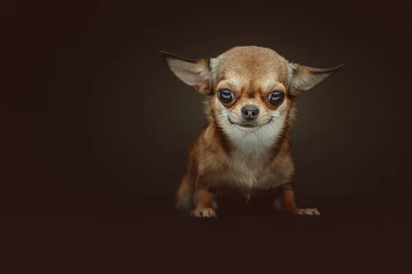 Cão Chihuahua Adorável Tiro Estúdio Moody Iluminação Escura Fundo Escuro — Fotografia de Stock