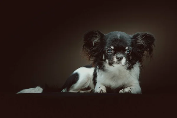 Adorable Chien Chihuahua Prise Vue Éclairage Sombre Moody Fond Sombre — Photo