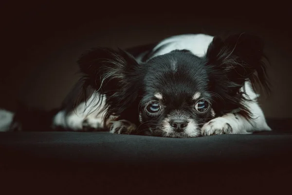 Cão Chihuahua Adorável Tiro Estúdio Moody Iluminação Escura Fundo Escuro — Fotografia de Stock