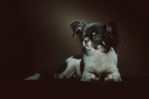 Imádnivaló Chihuahua Dog Stúdió Felvétel Moody Sötét Világítás Sötét Háttér — Stock Fotó