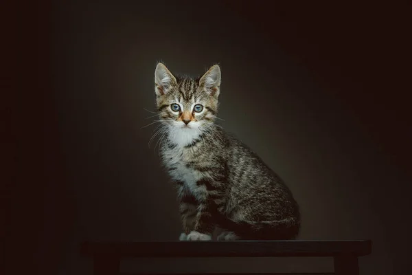 Little Cute Kitty Studio Shot Moody Dark Lighting Dark Background — Stock Photo, Image