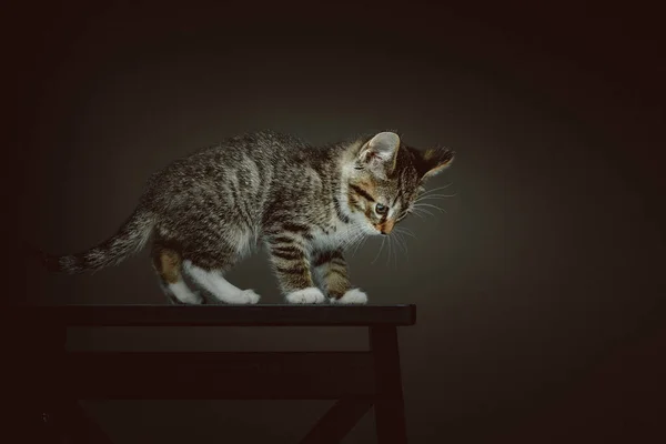 Piccolo Gattino Carino Colpo Studio Moody Illuminazione Scura Sfondo Scuro — Foto Stock