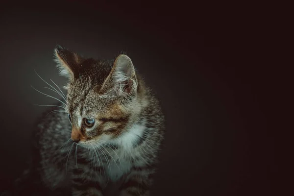 Petit Chaton Mignon Prise Vue Éclairage Sombre Moody Fond Sombre — Photo