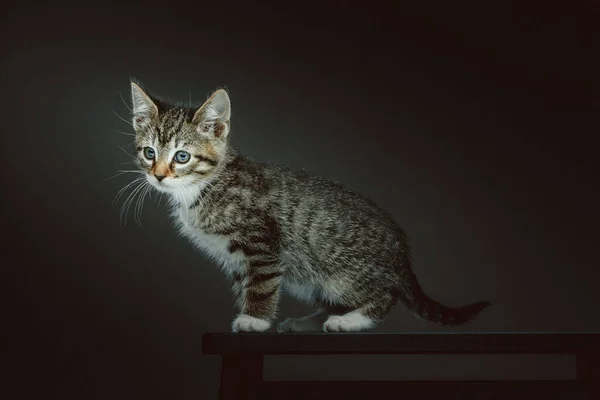 Kleine Süße Miezekatze Studioaufnahmen Moody Dunkle Beleuchtung Dunkler Hintergrund — Stockfoto