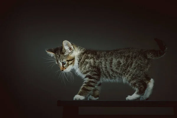 Little Cute Kitty Studio Shot Moody Dark Lighting Dark Background — Stock Photo, Image