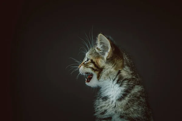 可愛い子猫ちゃん スタジオで撃たれた ムーディー暗い照明暗い背景 — ストック写真