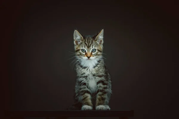 Kleine Süße Miezekatze Studioaufnahmen Moody Dunkle Beleuchtung Dunkler Hintergrund — Stockfoto