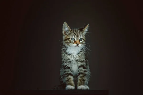 Kleine Süße Miezekatze Studioaufnahmen Moody Dunkle Beleuchtung Dunkler Hintergrund — Stockfoto