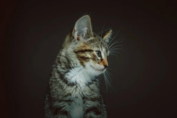 Kleine Süße Miezekatze Studioaufnahmen Moody Dunkle Beleuchtung Dunkler Hintergrund — Stockfoto