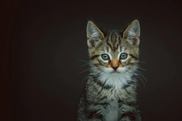 Malá Roztomilá Kočička Studio Záběr Moody Tmavé Osvětlení Tmavé Pozadí — Stock fotografie
