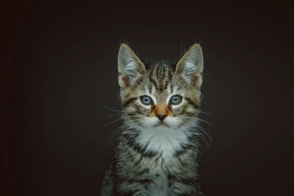 Pequeño Gatito Lindo Grabado Estudio Iluminación Oscura Moody Fondo Oscuro — Foto de Stock