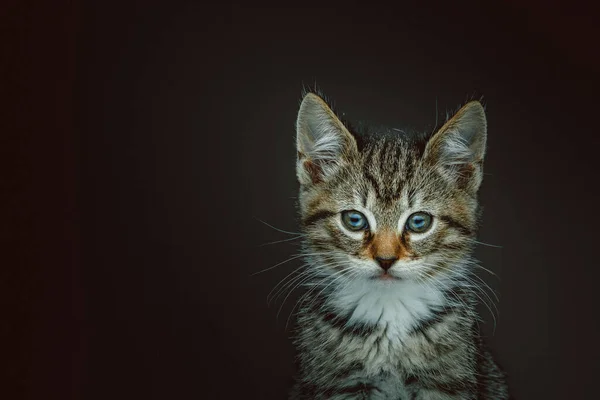 Маленькая Милая Кошечка Студийный Снимок Капризное Темное Освещение Темный Фон — стоковое фото