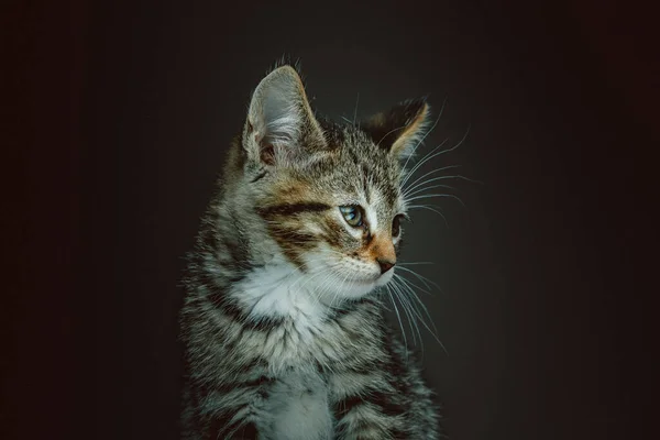 Kleine Süße Miezekatze Studioaufnahmen Moody Dunkle Beleuchtung Dunkler Hintergrund — Stockfoto