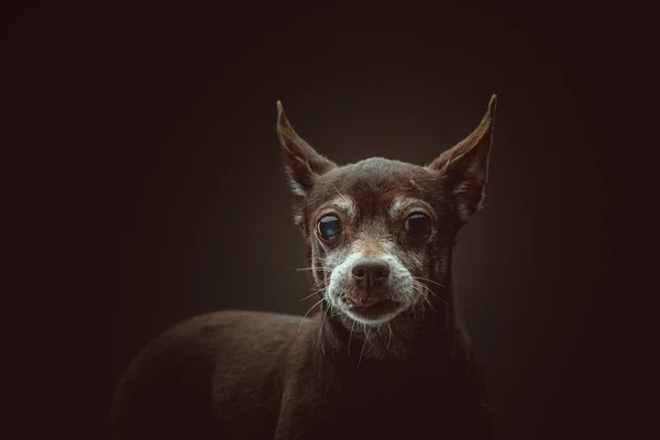 Anos Idade Cão Toy Terrier Tiro Estúdio Moody Iluminação Escura — Fotografia de Stock