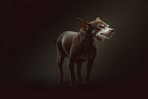 Cane Giocattolo Terrier Anni Colpo Studio Moody Illuminazione Scura Sfondo — Foto Stock