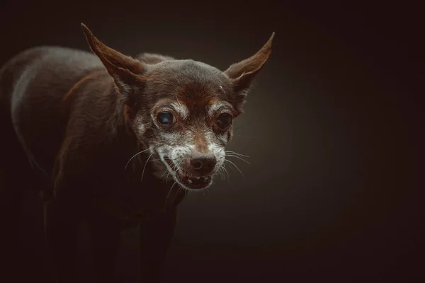 Perro Toy Terrier Años Grabado Estudio Iluminación Oscura Moody Fondo —  Fotos de Stock