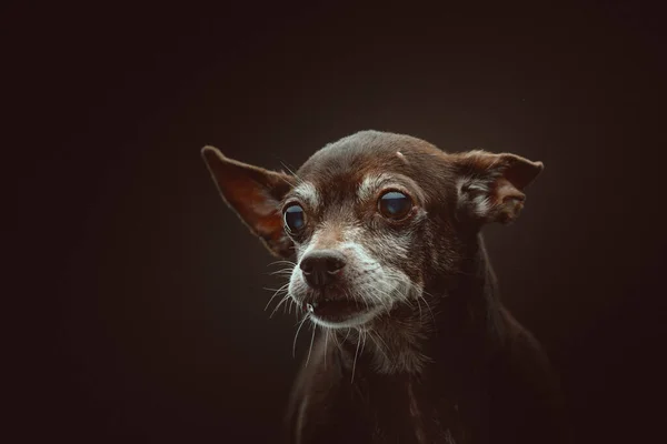 Anos Idade Cão Toy Terrier Tiro Estúdio Moody Iluminação Escura — Fotografia de Stock