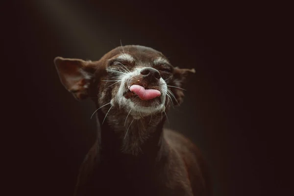 Jahre Alter Toy Terrier Hund Studioaufnahmen Moody Dunkle Beleuchtung Dunkler — Stockfoto