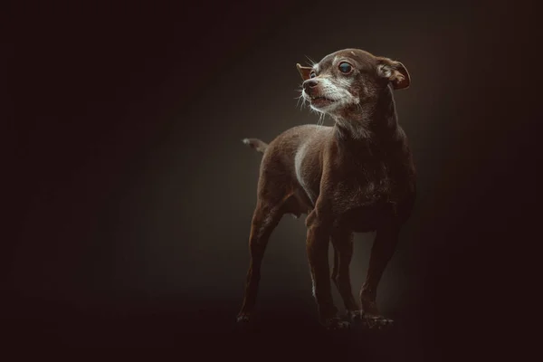 Chien Jouet Terrier Ans Prise Vue Éclairage Sombre Moody Fond — Photo