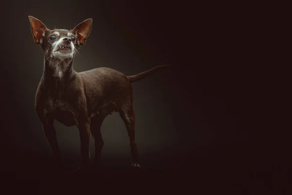 Anos Idade Cão Toy Terrier Tiro Estúdio Moody Iluminação Escura — Fotografia de Stock