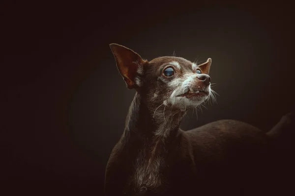 Perro Toy Terrier Años Grabado Estudio Iluminación Oscura Moody Fondo —  Fotos de Stock